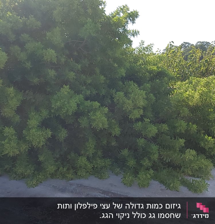 שיח ירוק גדול על גג, מתאים לגיזום